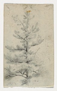 Schizzo di un albero da Daniel Huntington