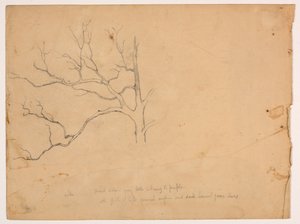 Studio di una Quercia Morta