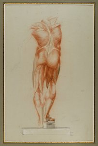 Écorché (Studio della muscolatura), c.1848 da Daniel Huntington