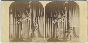 Julius von Haast e Moa, Canterbury Museum, c.1867 da Daniel Louis Mundy