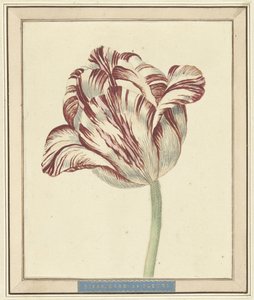 Tulipano, con il nome Bisar, Cardinale de Fleuri da Daniël Marot (II)