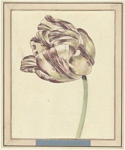 Tulipano, con il nome Bisar, Stati Generali da Daniël Marot (II)