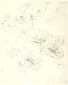 Studi di Foglie