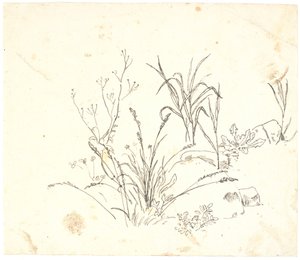 Erba