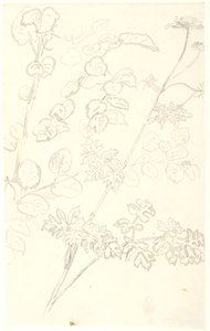 Studi di piante da Dankvart Dreyer