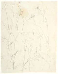 Studi di piante da Dankvart Dreyer