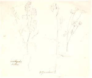 Studi di piante da Dankvart Dreyer