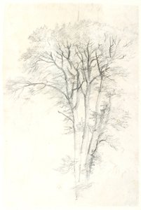 Studio di albero da Dankvart Dreyer