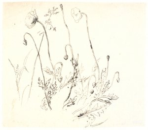 Valmuer