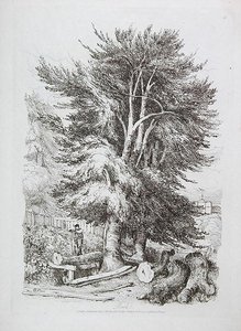 Faggio n. 18, illustrazione da Progressive Lessons on Landscape for Young Beginners, 1816 da David Cox