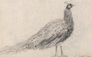 Pavone a Capel Curig da David Cox