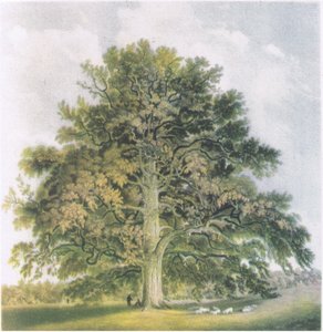 Salici Pollard, Natura in Gran Bretagna pubblicata da Collins, 1946