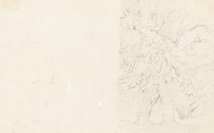 Alberi