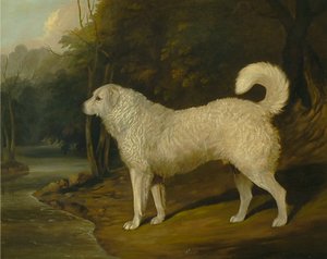 Ritratto di un cane, Ross da David Dalby of York