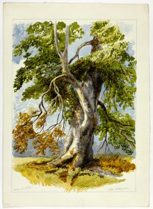Albero nodoso da David Hall McKewan