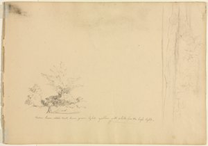 Studi sul paesaggio e sugli alberi (verso)