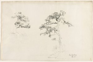Pino, Lago George, 1871 da David Johnson