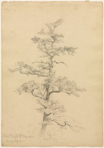 Pino, Conway, New Hampshire (recto), Studi di paesaggio e alberi (verso) da David Johnson