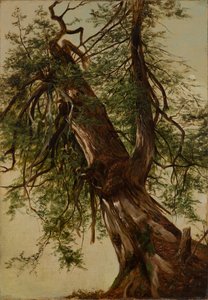 Studio di un cedro