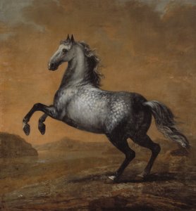 Il piccolo inglese, cavallo di re Carlo XI (1655-97)
