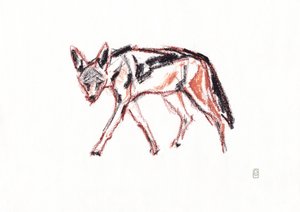 Sciacallo dal dorso nero africano