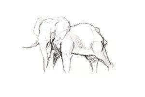 Elefante maschio