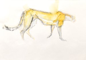 Ghepardo