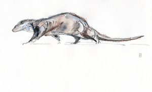 Lontra in corsa
