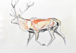 Cervo rosso