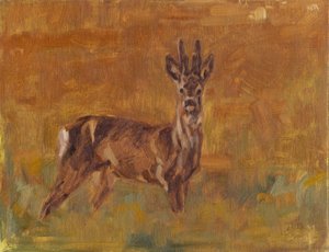 Capriolo, 2021 da David Mayer
