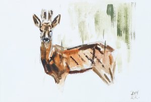 Capriolo (Maschio), 2022