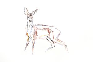 Capriolo Giovane, 2021