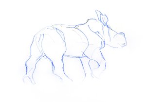 Cucciolo di rinoceronte bianco
