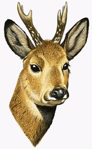 Capriolo da David Pratt