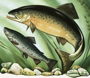 Il viaggio del salmone da David Pratt