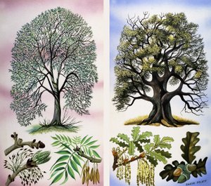 Alberi visibili da David Pratt