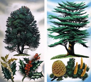 Alberi visibili: Agrifoglio e cedro