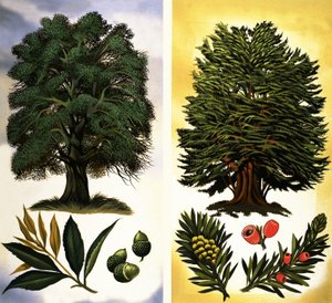Alberi visibili: Leccio e Tasso