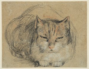Gatto, studio per 
