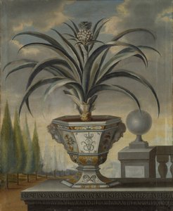 Pianta di ananas, 1729