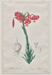 Lillium Pomponium (Giglio Turbante), tavola 7 da Les Liliacées