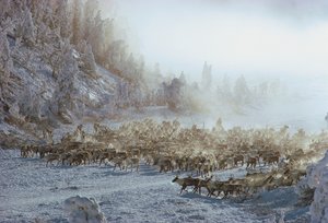 Renna, alce, caribù o simile branco di animali in paesaggio invernale innevato, N