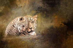La tenerezza della famiglia dei leopardi da Debbie Lefever