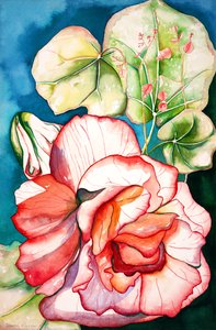 Begonia; 2006 (watercolor) da Deborah Eve Alastra