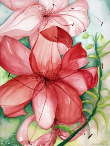 Tigerlily, 2007 (acquerello)