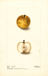Mele (Malus domestica: n. 1) (acquerello) da Deborah Griscom Passmore