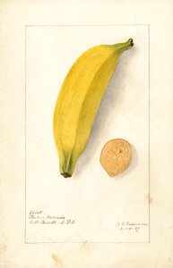 Banane (Musa: Purple Banana) (acquerello)