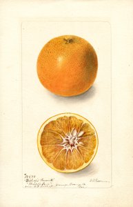 Arance (Citrus sinensis: Bishops Favorite) (acquerello)