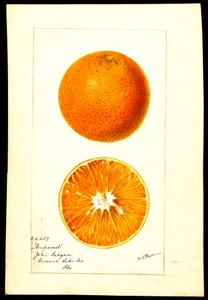 Arance. Citrus sinensis: Nonpareil (acquerello su carta)