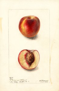 Pesche (Prunus persica: Hiley) (acquerello) da Deborah Griscom Passmore